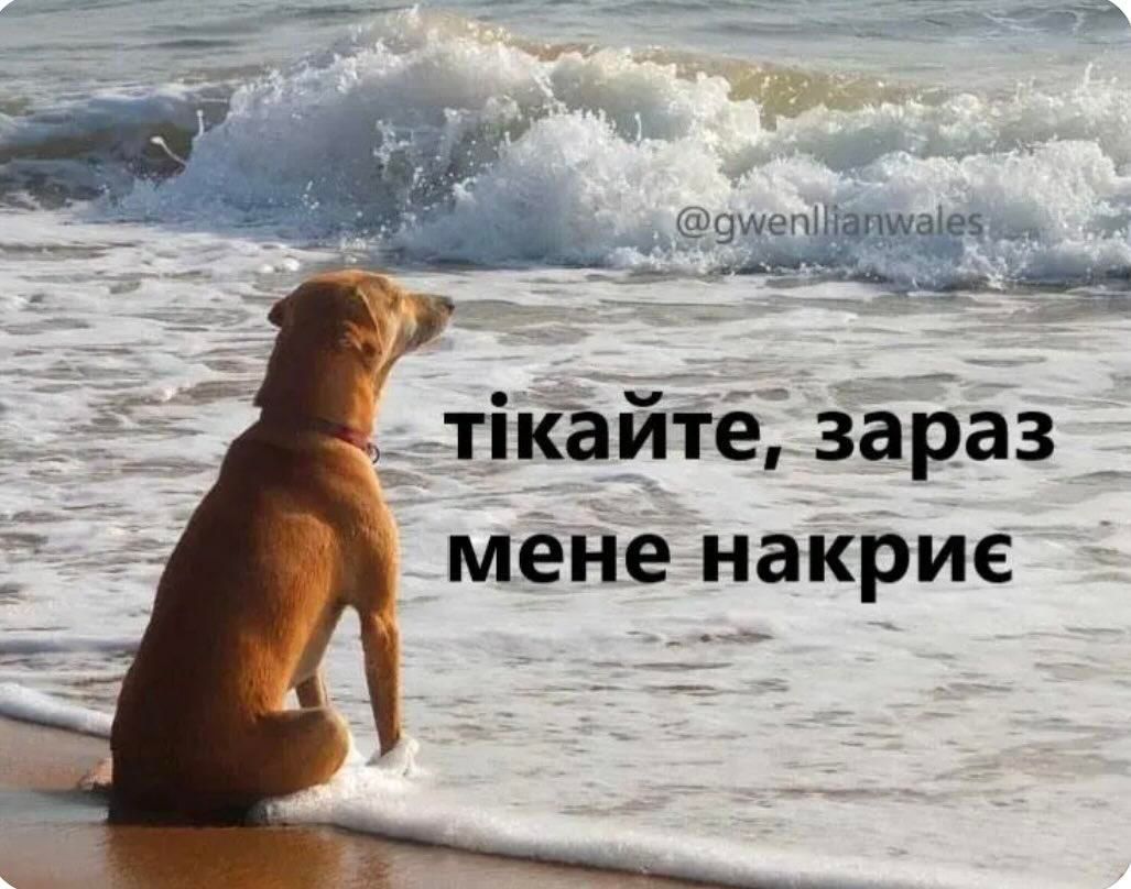 Смішні меми з собаками, які знають про життя трохи більше за нас - 903626 Смішні меми з собаками, які знають про життя трохи більше за нас - фото 903626