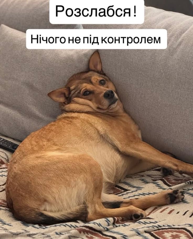 Смішні меми з собаками, які знають про життя трохи більше за нас - 903627 Смішні меми з собаками, які знають про життя трохи більше за нас - фото 903627