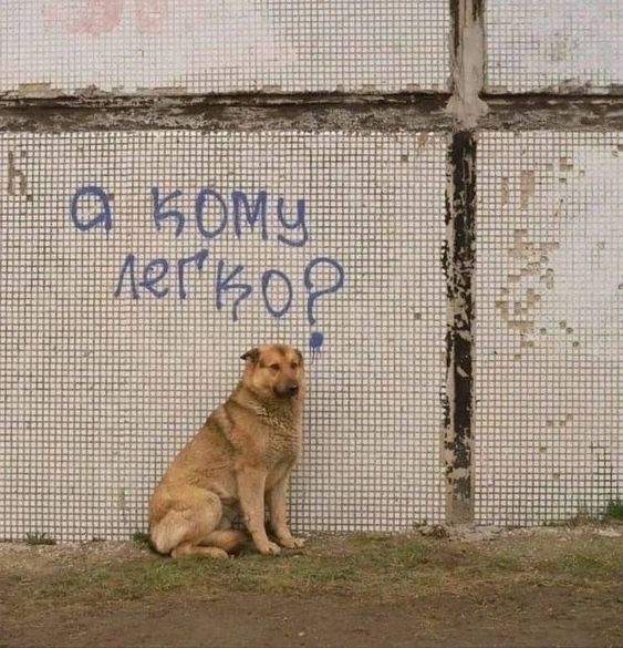 Смішні меми з собаками, які знають про життя трохи більше за нас - 903628 Смішні меми з собаками, які знають про життя трохи більше за нас - фото 903628