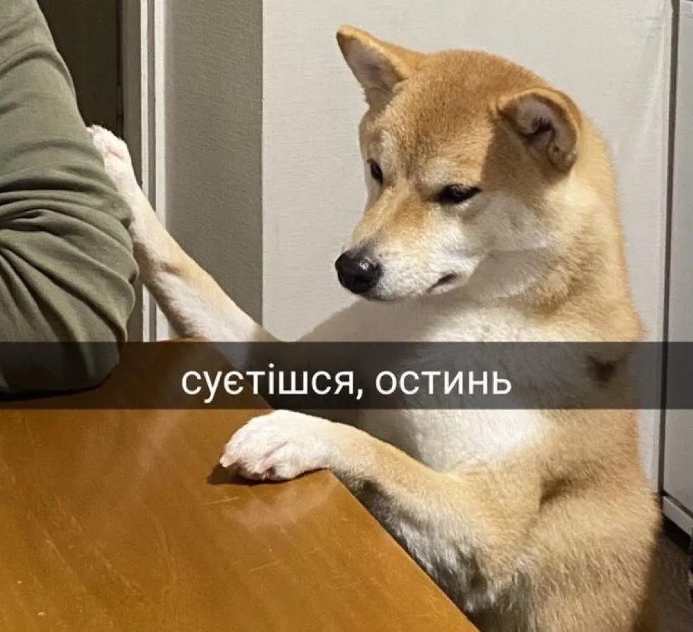 Смішні меми з собаками, які знають про життя трохи більше за нас - 903630 Смішні меми з собаками, які знають про життя трохи більше за нас - фото 903630