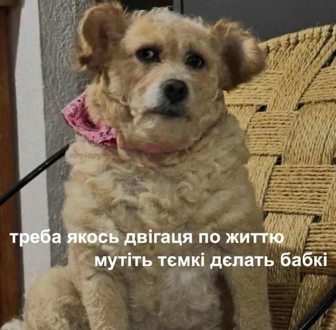 Смішні меми з собаками, які знають про життя трохи більше за нас - 903631 Смішні меми з собаками, які знають про життя трохи більше за нас - фото 903631