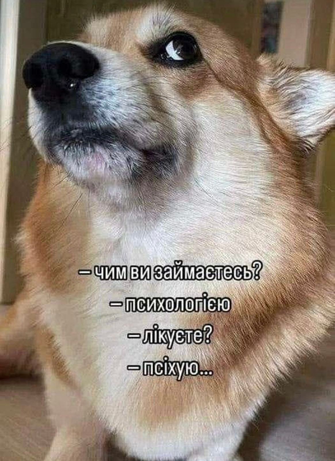 Смішні меми з собаками, які знають про життя трохи більше за нас - 903632 Смішні меми з собаками, які знають про життя трохи більше за нас - фото 903632