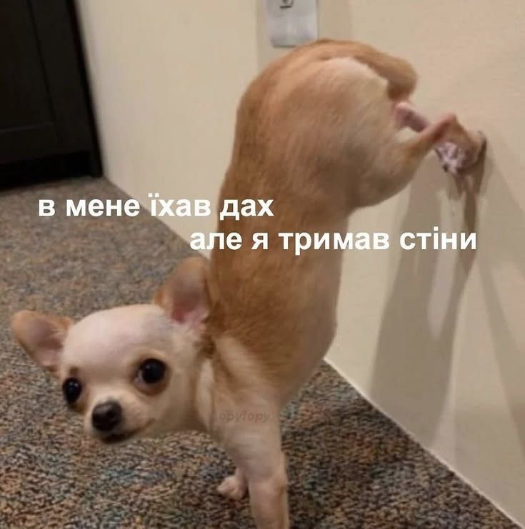Смішні меми з собаками, які знають про життя трохи більше за нас - 903633 Смішні меми з собаками, які знають про життя трохи більше за нас - фото 903633