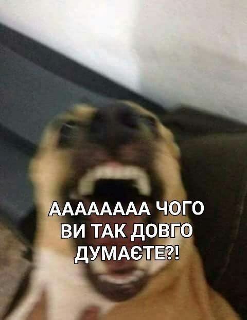 Смішні меми з собаками, які знають про життя трохи більше за нас - 903634 Смішні меми з собаками, які знають про життя трохи більше за нас - фото 903634