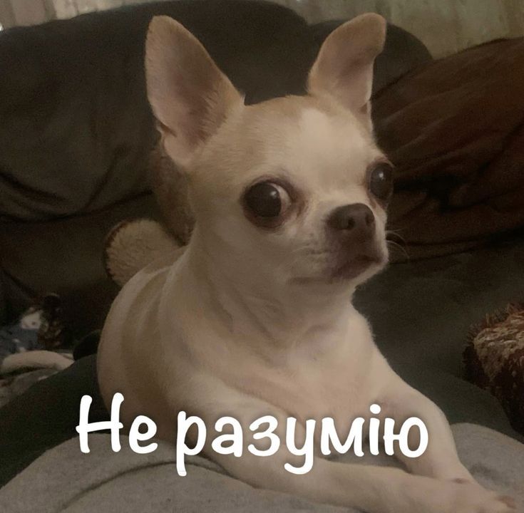 Смішні меми з собаками, які знають про життя трохи більше за нас - 903635 Смішні меми з собаками, які знають про життя трохи більше за нас - фото 903635