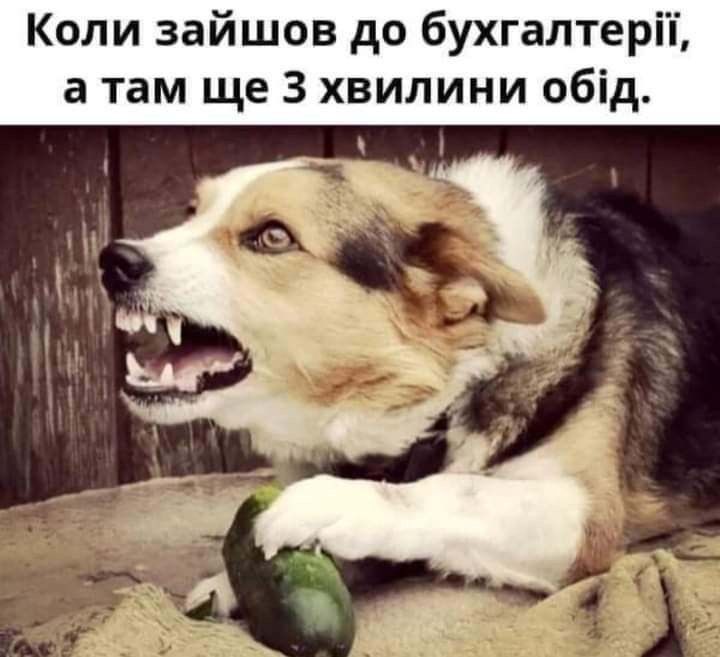 Смішні меми з собаками, які знають про життя трохи більше за нас - 903636 Смішні меми з собаками, які знають про життя трохи більше за нас - фото 903636