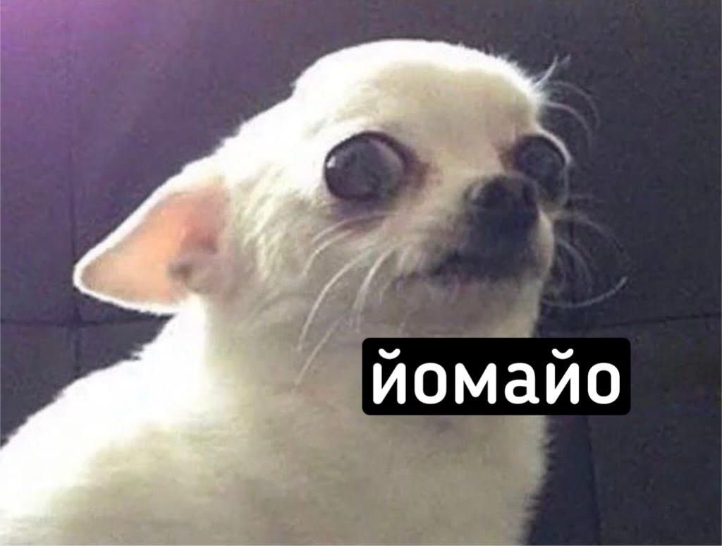 Смішні меми з собаками, які знають про життя трохи більше за нас - 903638 Смішні меми з собаками, які знають про життя трохи більше за нас - фото 903638