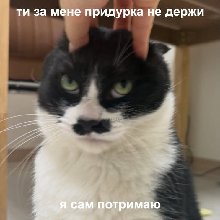 Меми з тваринками, які знадобляться кожному в цьому абсурдному житті - фото 904362