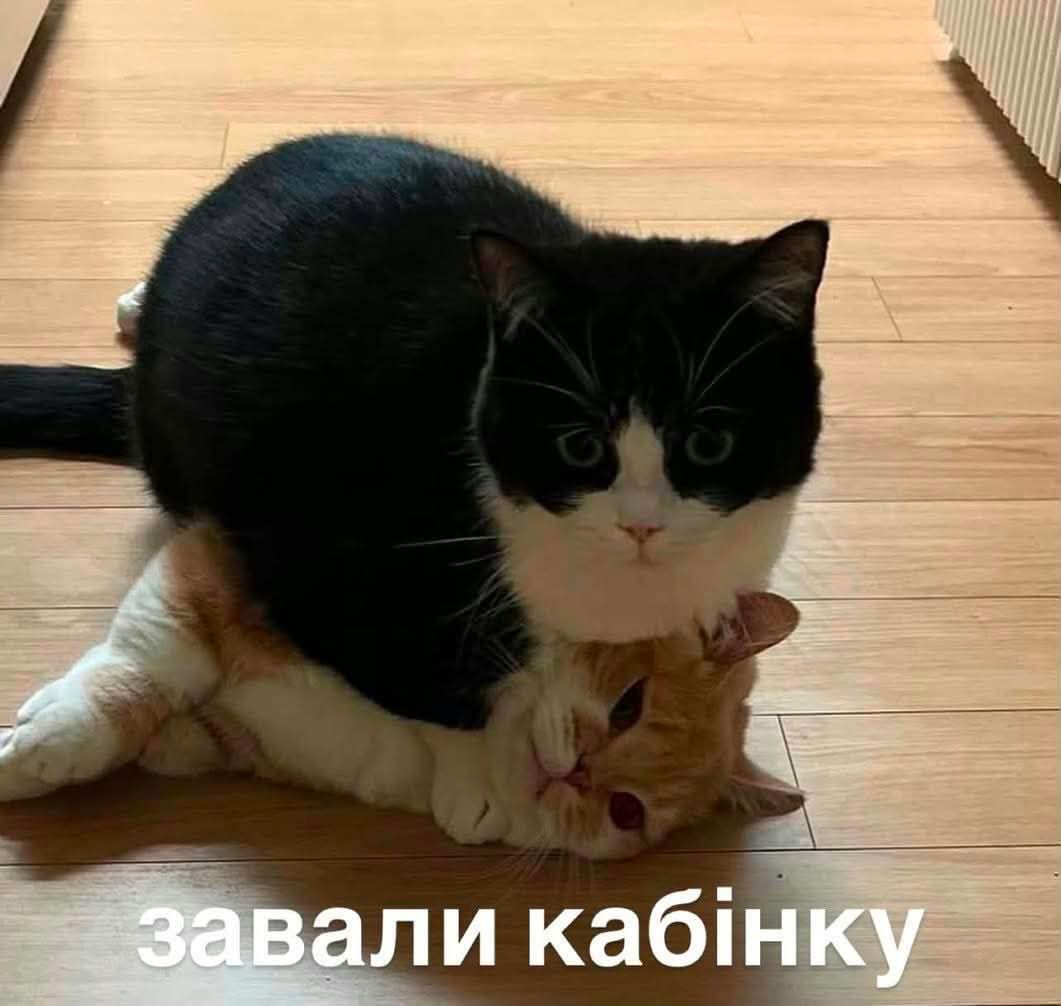Меми з тваринками, які знадобляться кожному в цьому абсурдному житті - фото 904363
