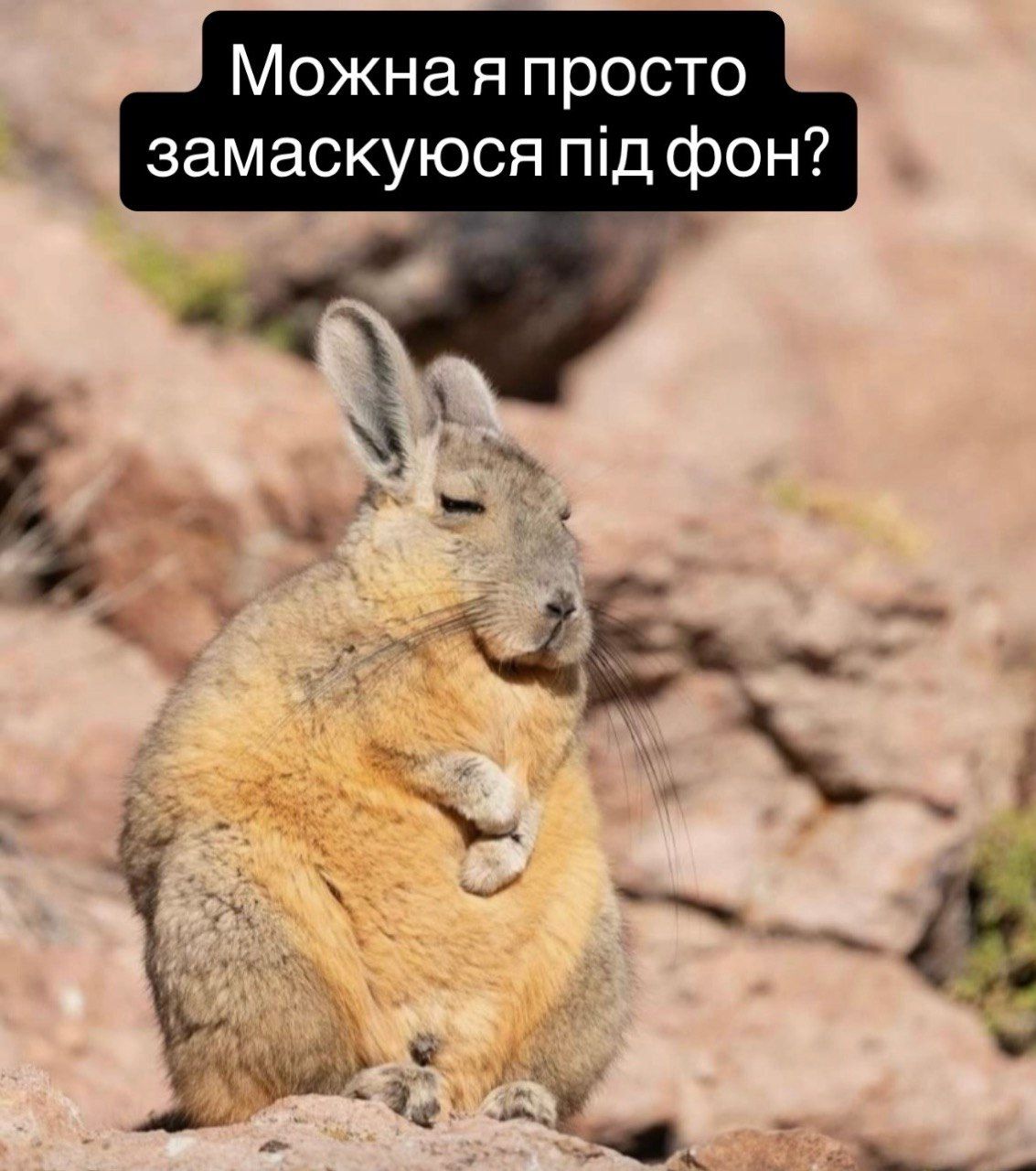Віскача та меми - 905198 Віскача та меми - фото 905198