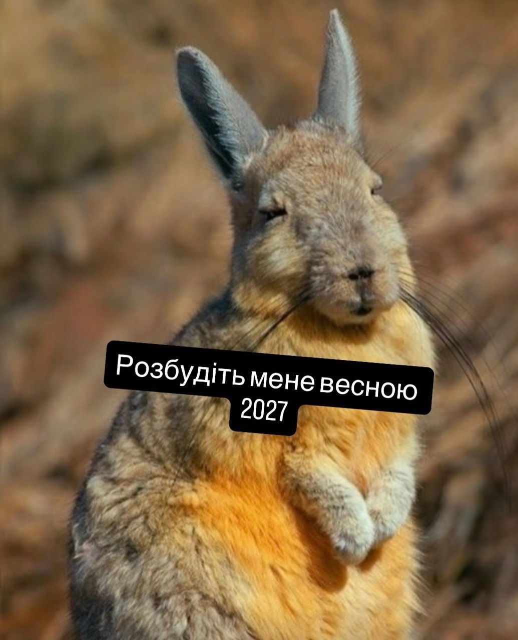 Київ, меми та прикольні тваринки - 905200 Київ, меми та прикольні тваринки - фото 905200