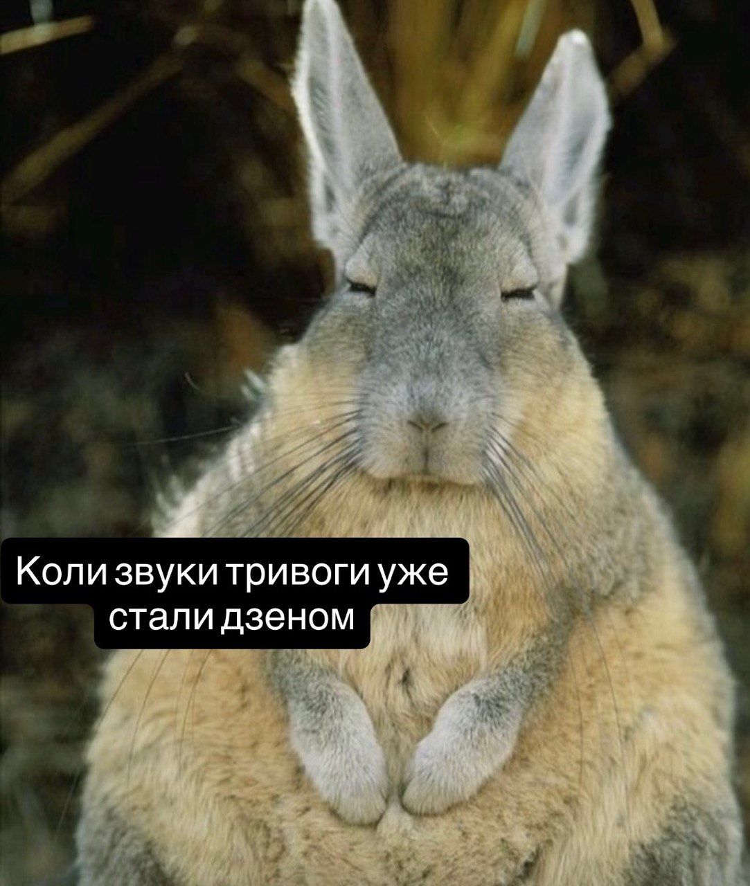 Смішні тваринки й меми - 905202 Смішні тваринки й меми - фото 905202