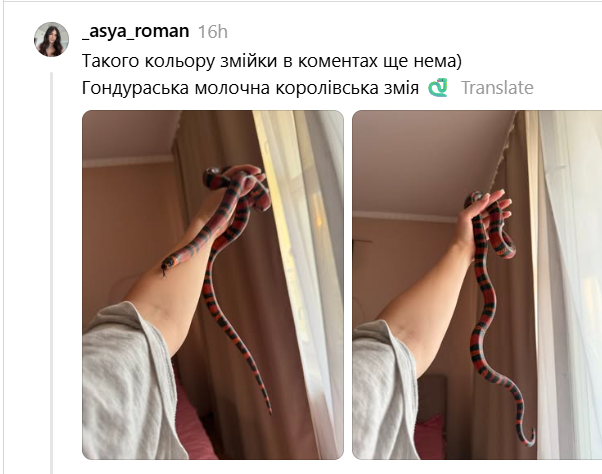 Равлики, павуки, змії та єноти: українці показують, які екзотичні тварини живуть разом з ними - 905411 Равлики, павуки, змії та єноти: українці показують, які екзотичні тварини живуть разом з ними - фото 905411