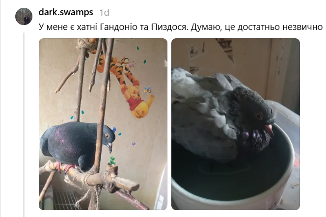 Равлики, павуки, змії та єноти: українці показують, які екзотичні тварини живуть разом з ними - 905414 Равлики, павуки, змії та єноти: українці показують, які екзотичні тварини живуть разом з ними - фото 905414