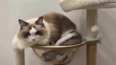 Кіт безцеремонно влігся зверху на іншого кота, бо про особисті кордони він нічого не чув