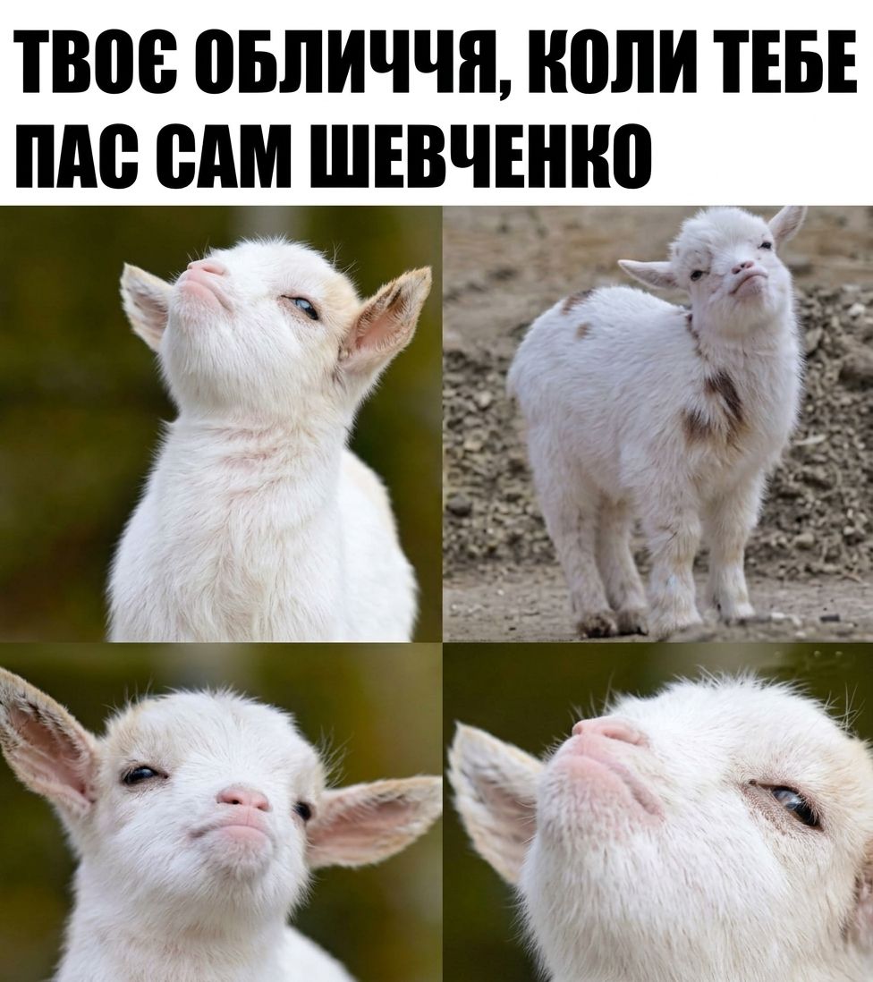 Литературные мемы, которые понравятся всем, кто не представляет своей жизни без книг - фото 906834