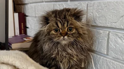 Котик-домовичок підкорив мережу - ну як не закохатися в цю лапусю