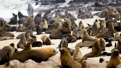 Тюлень перепутал камень с товарищем и начал его чесать – осознал свою ошибку и неуклюже убежал