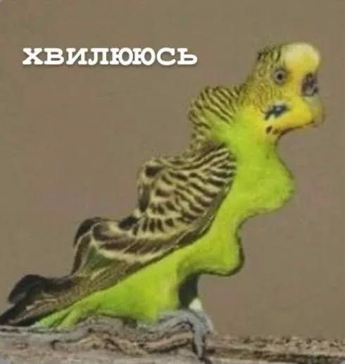 Життєві меми з папужками, які скажуть більше за тисячу слів - фото 909113