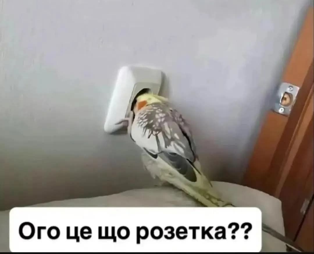 Життєві меми з папужками, які скажуть більше за тисячу слів - фото 909116