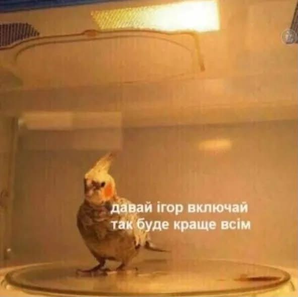 Життєві меми з папужками, які скажуть більше за тисячу слів - фото 909118