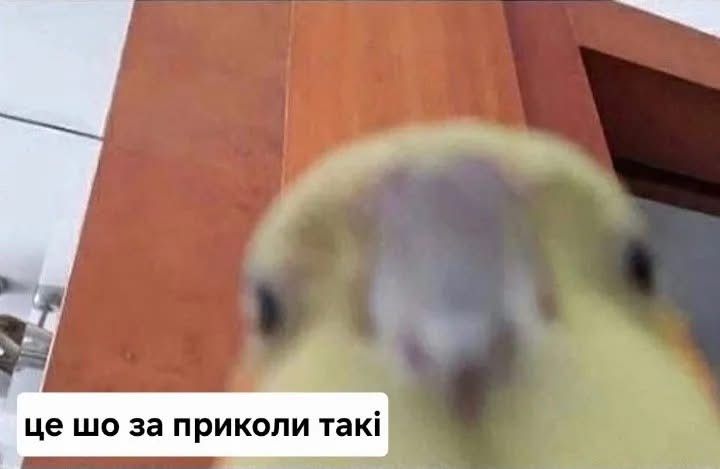 Життєві меми з папужками, які скажуть більше за тисячу слів - фото 909119