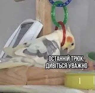 Життєві меми з папужками, які скажуть більше за тисячу слів - фото 909122