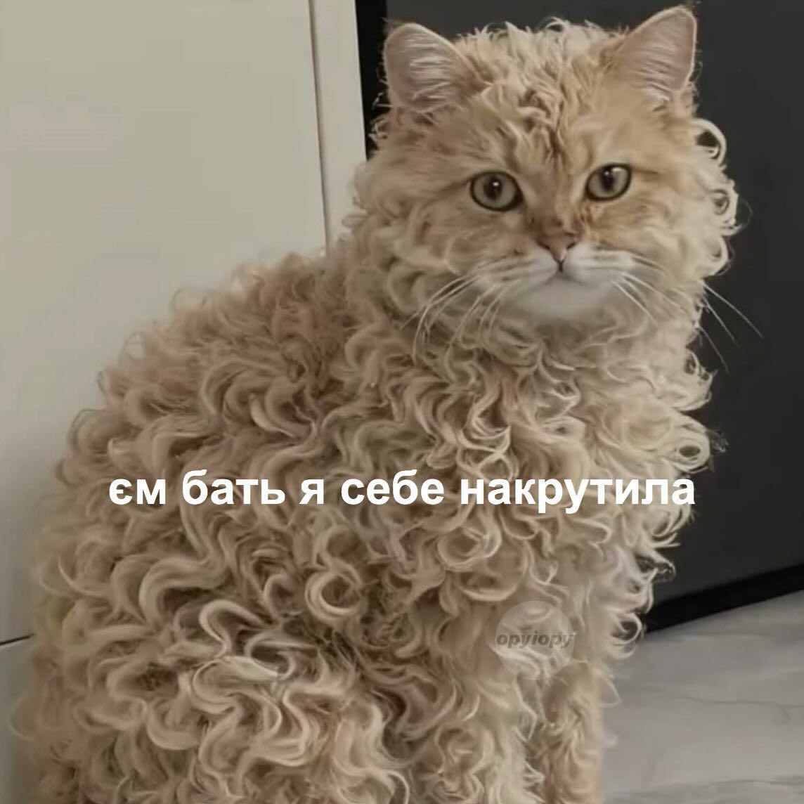 Магній має врятувати нас усіх: меми про тривожність, істерики та життєву дурку - 909188 Магній має врятувати нас усіх: меми про тривожність, істерики та життєву дурку - фото 909188