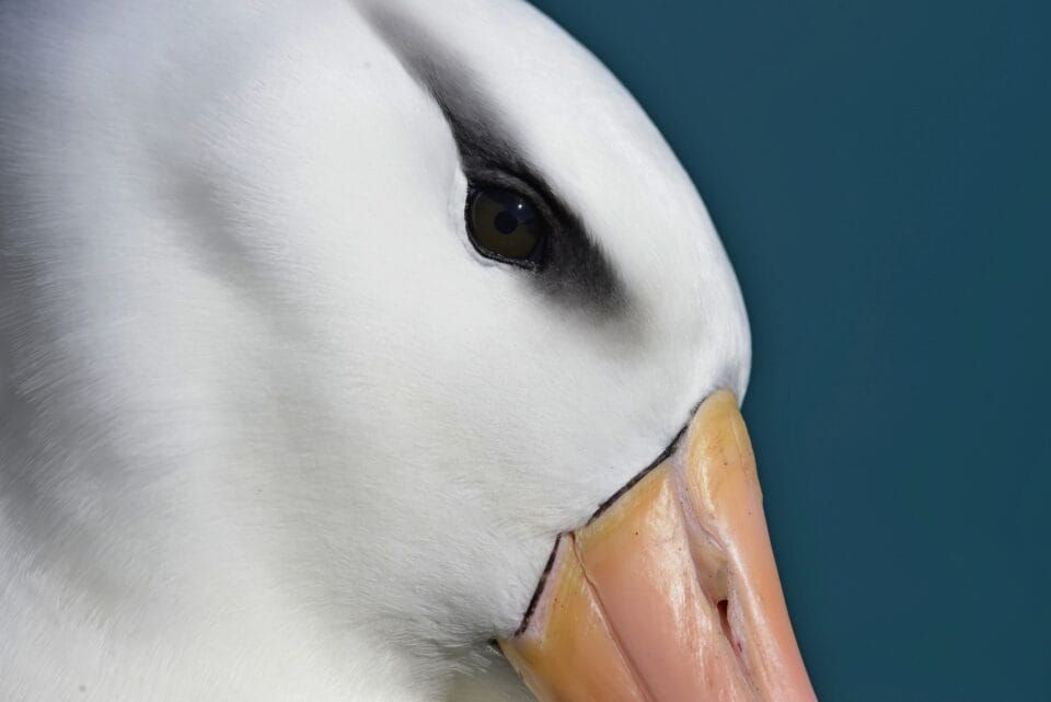 Фотографи полювали за цими кадрами роками: найкращі фото птахів конкурсу Audubon Photography Awards 2026 - фото 909637