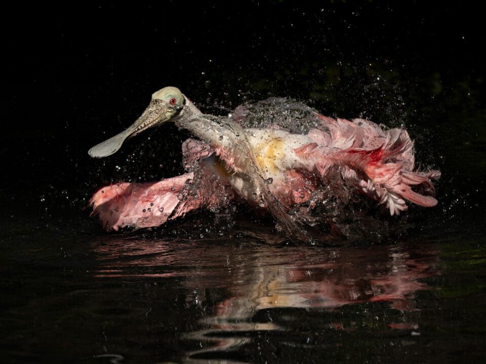 Фотографи полювали за цими кадрами роками: найкращі фото птахів конкурсу Audubon Photography Awards 2026 - фото 909638