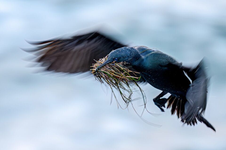 Фотографи полювали за цими кадрами роками: найкращі фото птахів конкурсу Audubon Photography Awards 2026 - фото 909640