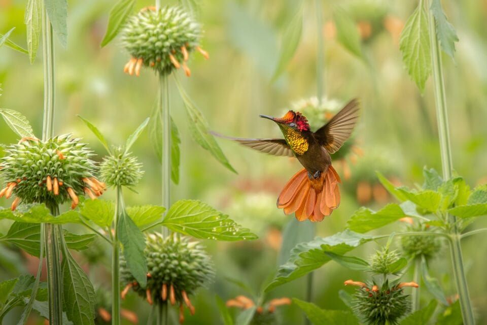 Фотографи полювали за цими кадрами роками: найкращі фото птахів конкурсу Audubon Photography Awards 2026 - фото 909641