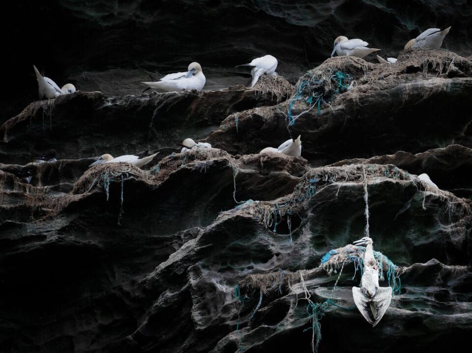 Фотографи полювали за цими кадрами роками: найкращі фото птахів конкурсу Audubon Photography Awards 2026 - фото 909642