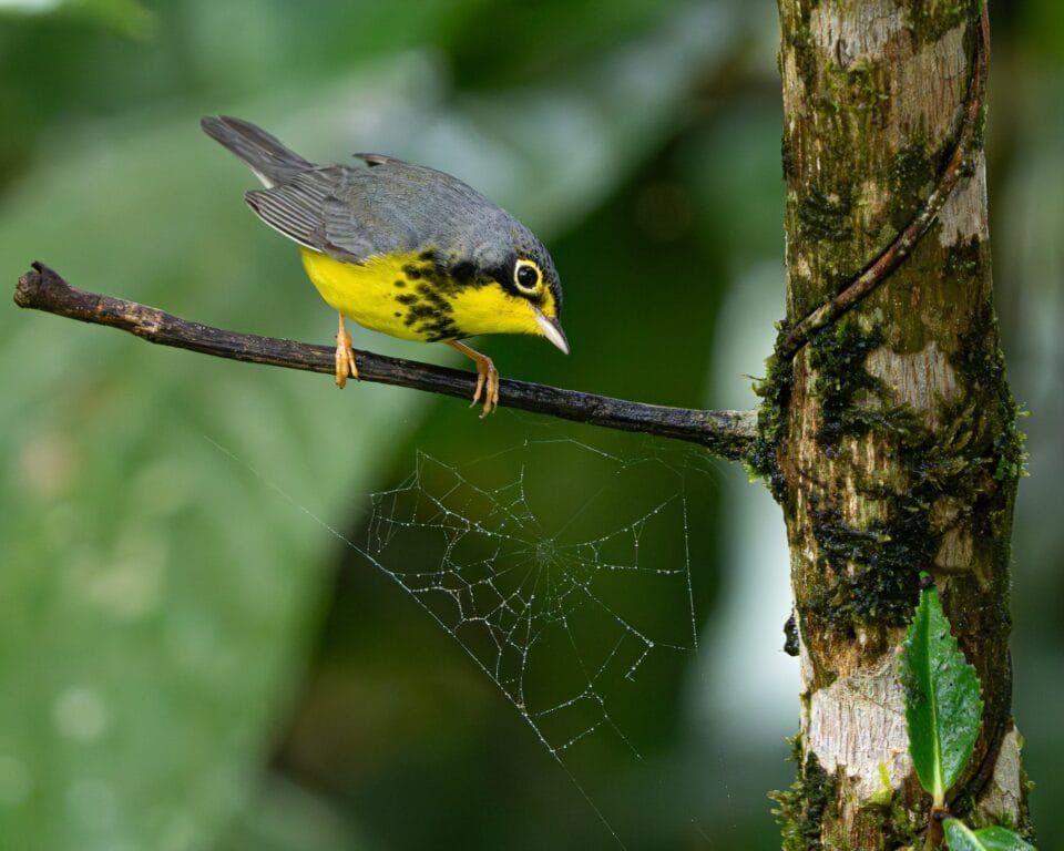 Фотографи полювали за цими кадрами роками: найкращі фото птахів конкурсу Audubon Photography Awards 2026 - фото 909643