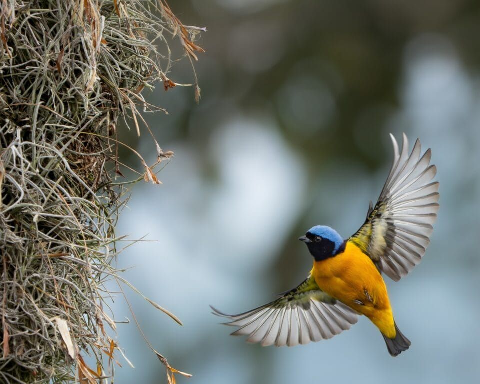 Фотографи полювали за цими кадрами роками: найкращі фото птахів конкурсу Audubon Photography Awards 2026 - фото 909644