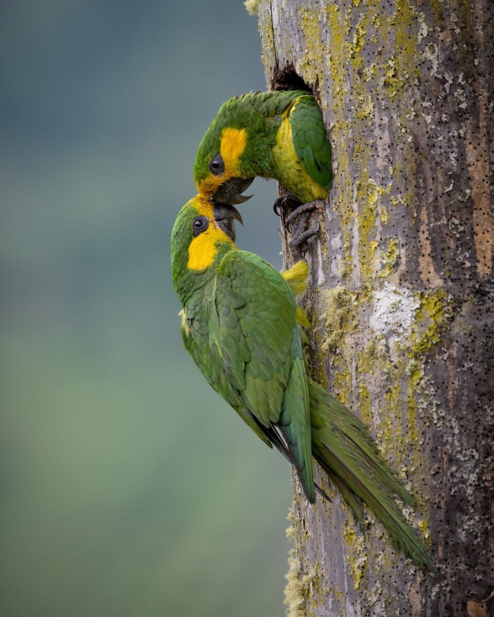 Фотографи полювали за цими кадрами роками: найкращі фото птахів конкурсу Audubon Photography Awards 2026 - фото 909646