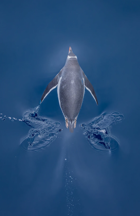 Фотографи полювали за цими кадрами роками: найкращі фото птахів конкурсу Audubon Photography Awards 2026 - фото 909647