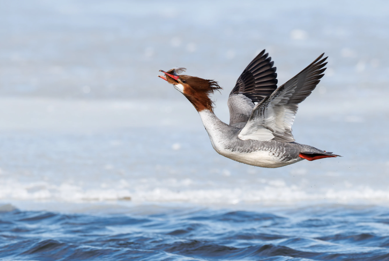 Фотографи полювали за цими кадрами роками: найкращі фото птахів конкурсу Audubon Photography Awards 2026 - фото 909648