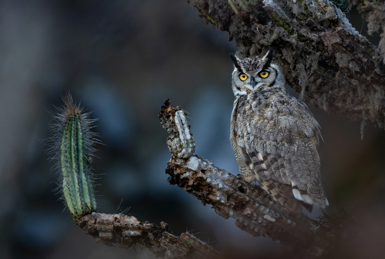 Фотографи полювали за цими кадрами роками: найкращі фото птахів конкурсу Audubon Photography Awards 2026 - фото 909652