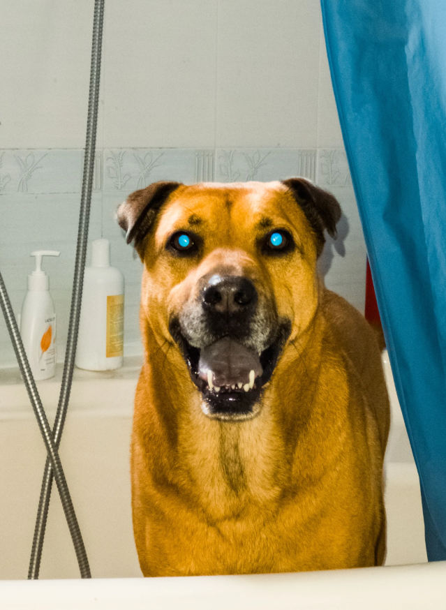 Дурка і шиза: українці злили найкрінжовіші фото своїх тваринок - 910706 Дурка і шиза: українці злили найкрінжовіші фото своїх тваринок - фото 910706