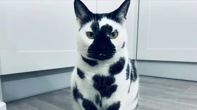 20 котиків, над шерстю яких природа провела чарівний експеримент