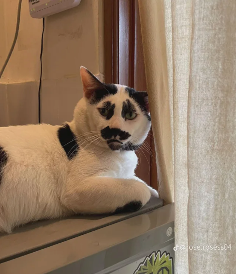 20 котиків, над шерстю яких природа провела чарівний експеримент - 911805 20 котиків, над шерстю яких природа провела чарівний експеримент - фото 911805