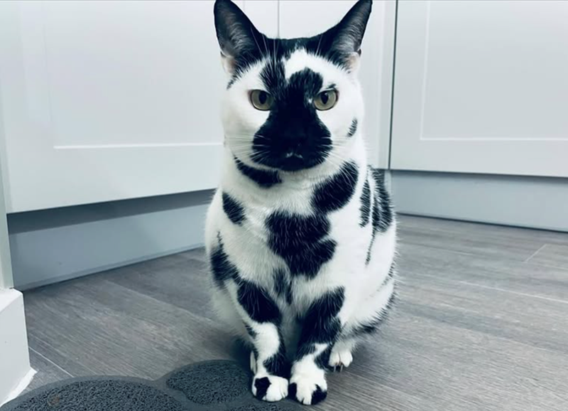 20 котиків, над шерстю яких природа провела чарівний експеримент - 911806 20 котиків, над шерстю яких природа провела чарівний експеримент - фото 911806