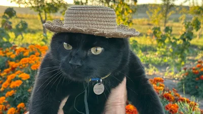 Коти в смішних капелюхах — це те, що гарантовано зніме напругу