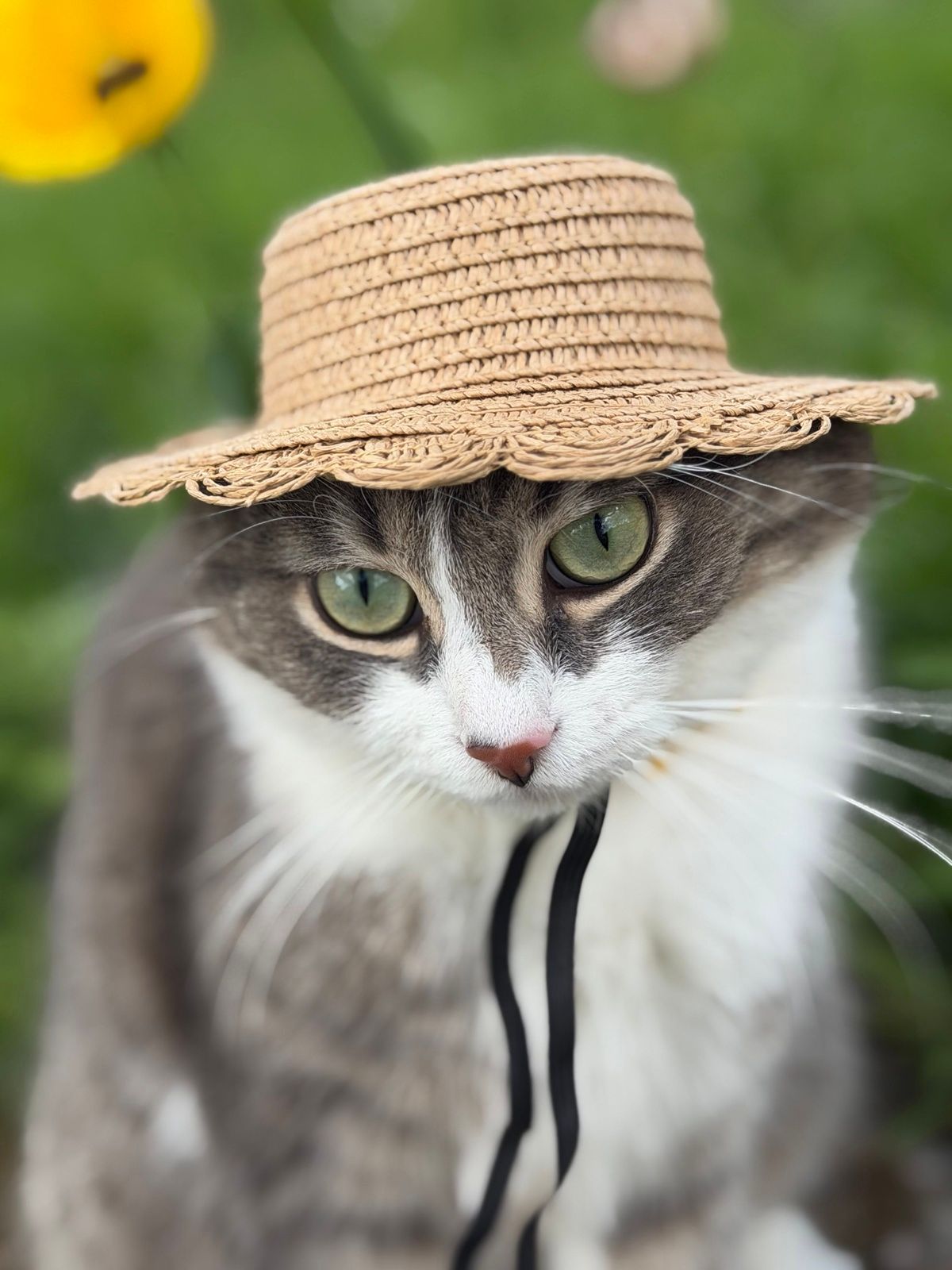 Коти в смішних капелюхах — це те, що гарантовано зніме напругу - 911967 Коти в смішних капелюхах — це те, що гарантовано зніме напругу - фото 911967