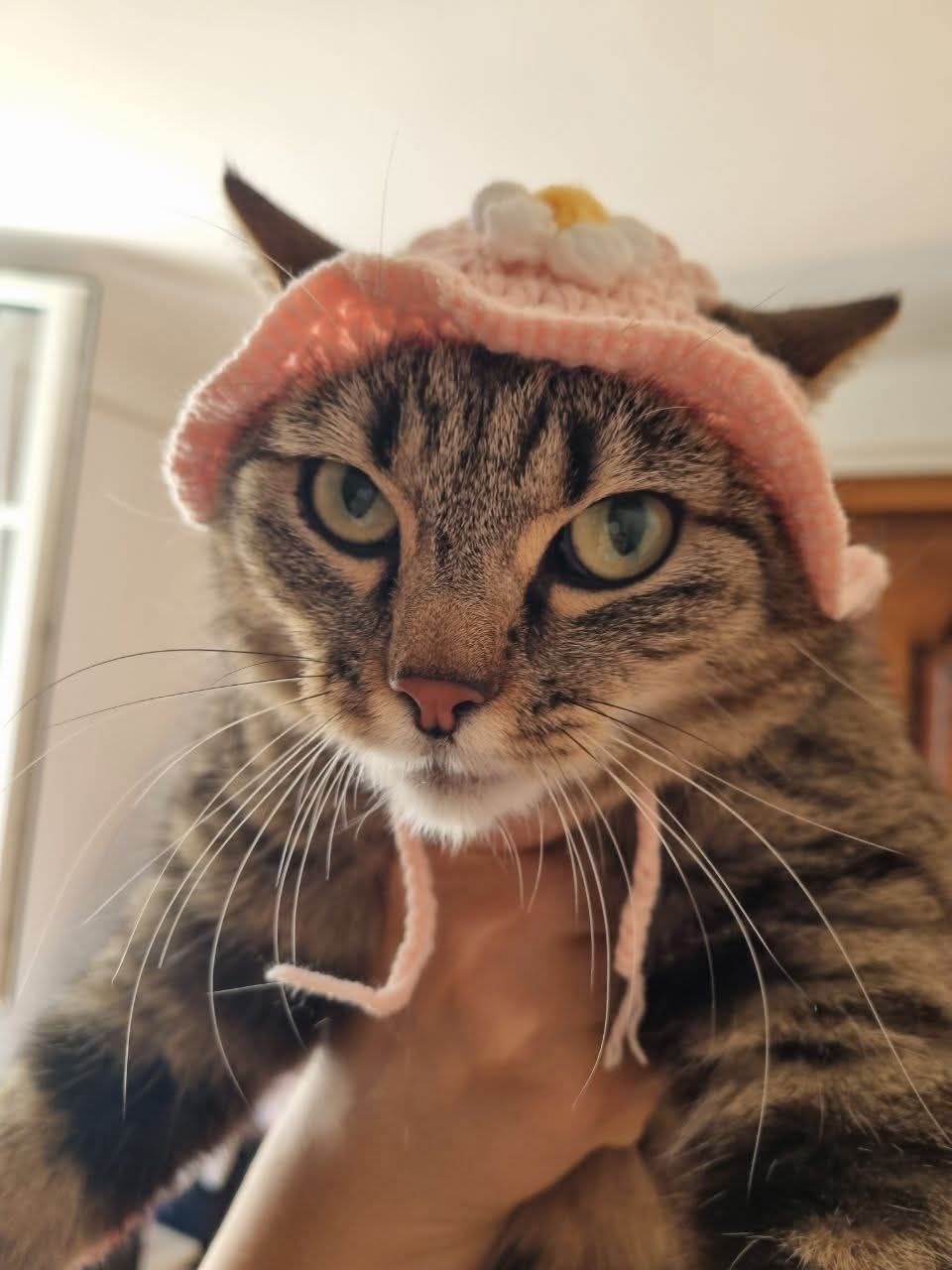 Коти в смішних капелюхах — це те, що гарантовано зніме напругу - 911971 Коти в смішних капелюхах — це те, що гарантовано зніме напругу - фото 911971