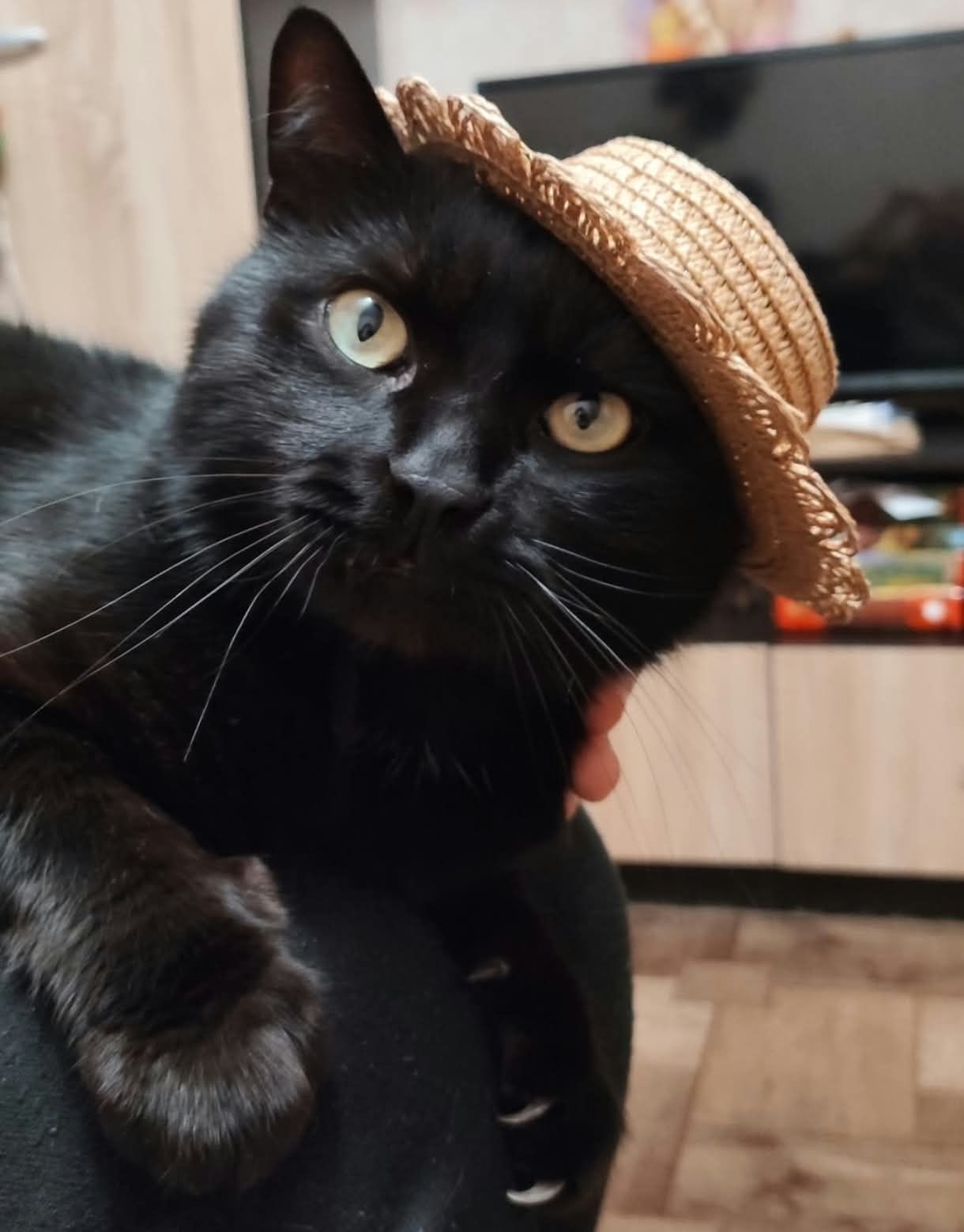 Коти в смішних капелюхах — це те, що гарантовано зніме напругу - 911972 Коти в смішних капелюхах — це те, що гарантовано зніме напругу - фото 911972