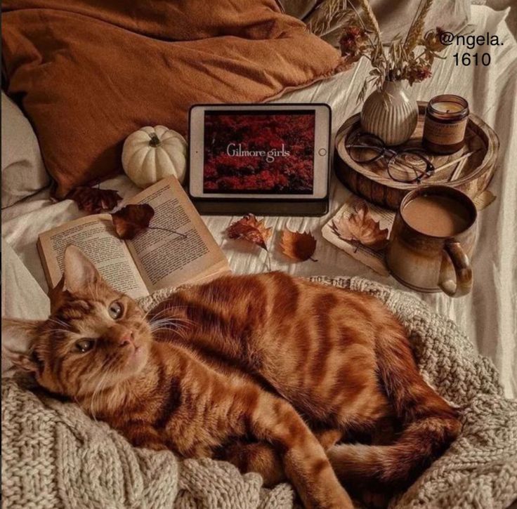 15 руденьких котиків, які ідеально передають осінній настрій - 912320 15 руденьких котиків, які ідеально передають осінній настрій - фото 912320