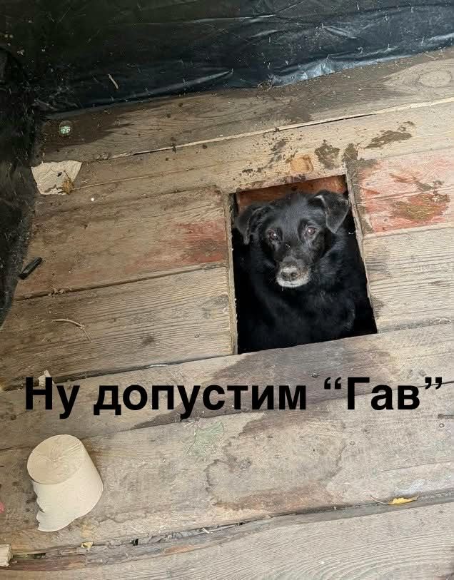 Песик визирав із дерев’яного туалету - і став героєм мемів у мережі - 913559 Песик визирав із дерев’яного туалету - і став героєм мемів у мережі - фото 913559