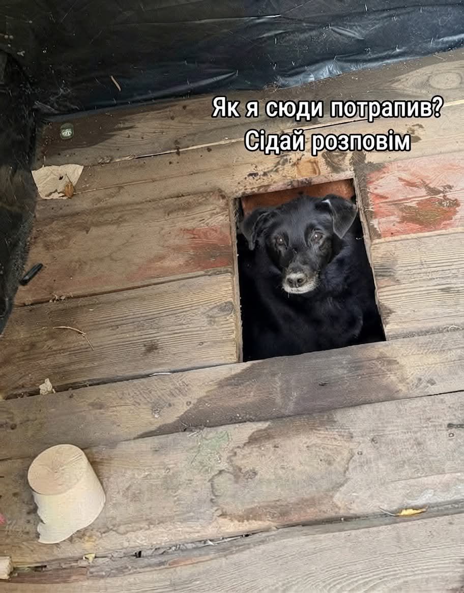 Песик визирав із дерев’яного туалету - і став героєм мемів у мережі - 913561 Песик визирав із дерев’яного туалету - і став героєм мемів у мережі - фото 913561